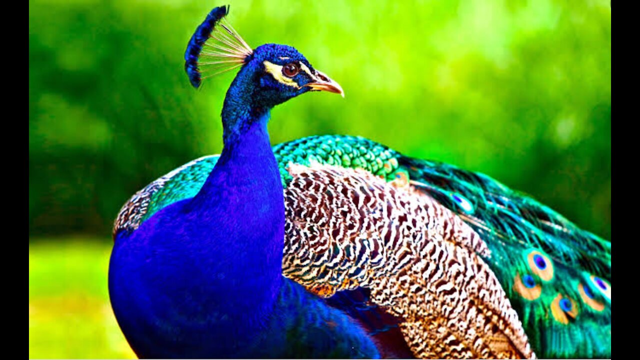 A very beautiful view of a peacock for its mate