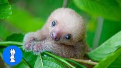 Funny Video Baby Sloths Being Sloths