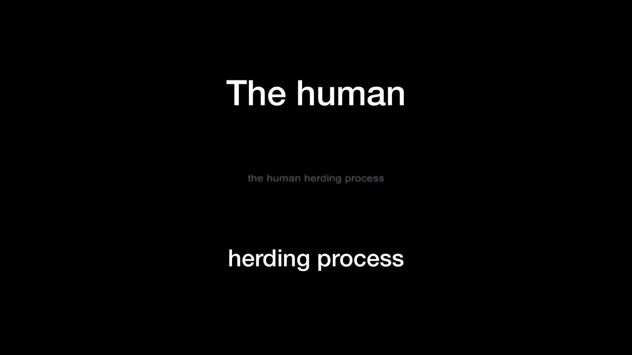 Human herding process