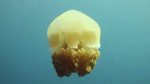 Fish Swimming With Jellyfish