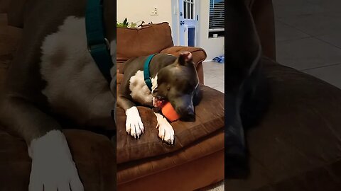 got my ears tucked back. feeling cute. #einsteinsbackyard #pitbulls #shorts #shortvideos #dog #cute