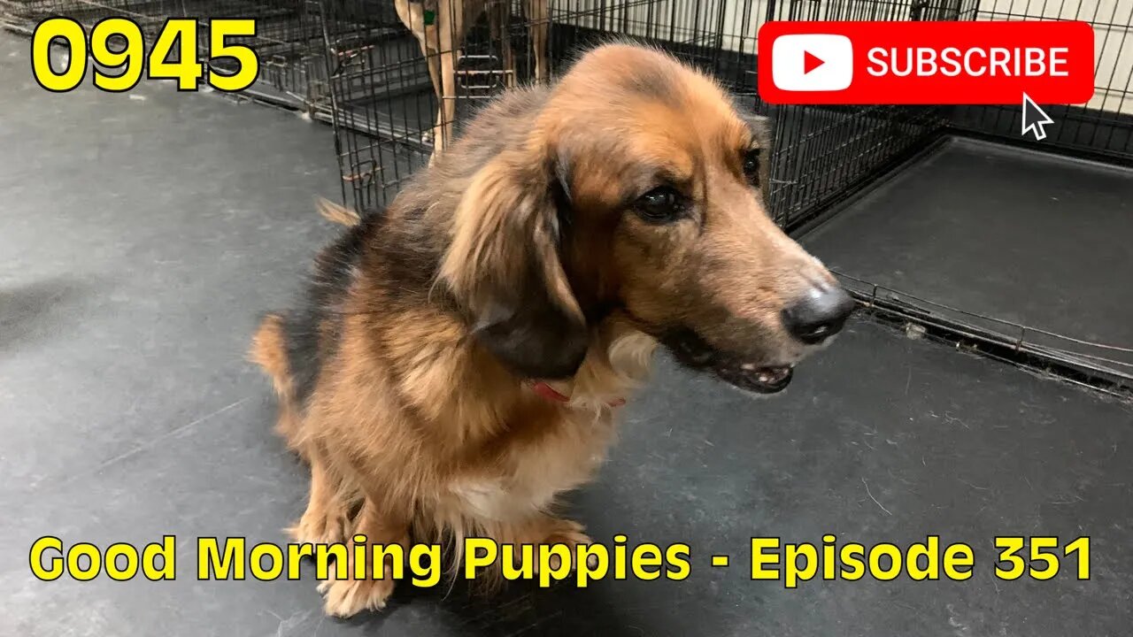 [0945] GOOD MORNING PUPPIES - EPISODE 351 [#dogs #doggos #doggos #puppies #dogdaycare]