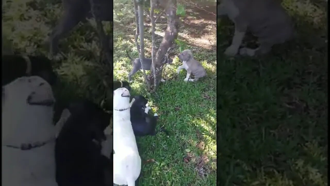 Baby Pitty Puppies Playing With Young Daddy Pitty