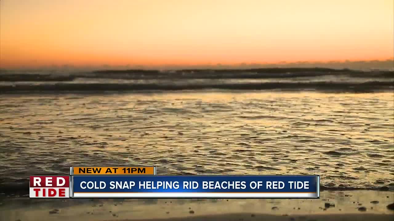 Cold snaps play small role in combating red tide, scientists say