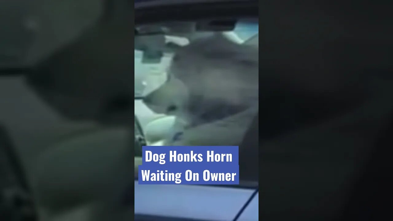 Impatient Dog Honks At Owner While Waiting In ￼Car #shorts #dog #funnyshorts @The Day After