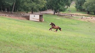 Gypsy Colt Quiggly Temper Tantrum