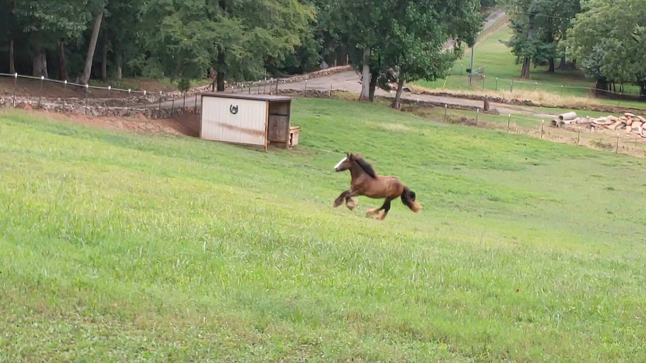 Gypsy Colt Quiggly Temper Tantrum