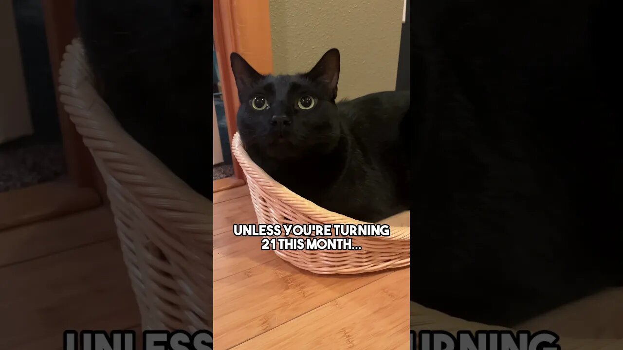 Happy Birthday!🎉 #cat #kitten #birthday #leonthecatdad #leontcd #song #cute #relationship #june