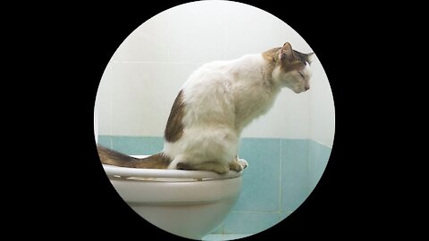 Funny Cat Compilation 2021