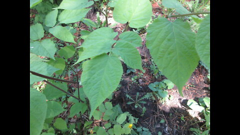 A Famed Herb Spikenard May 2022