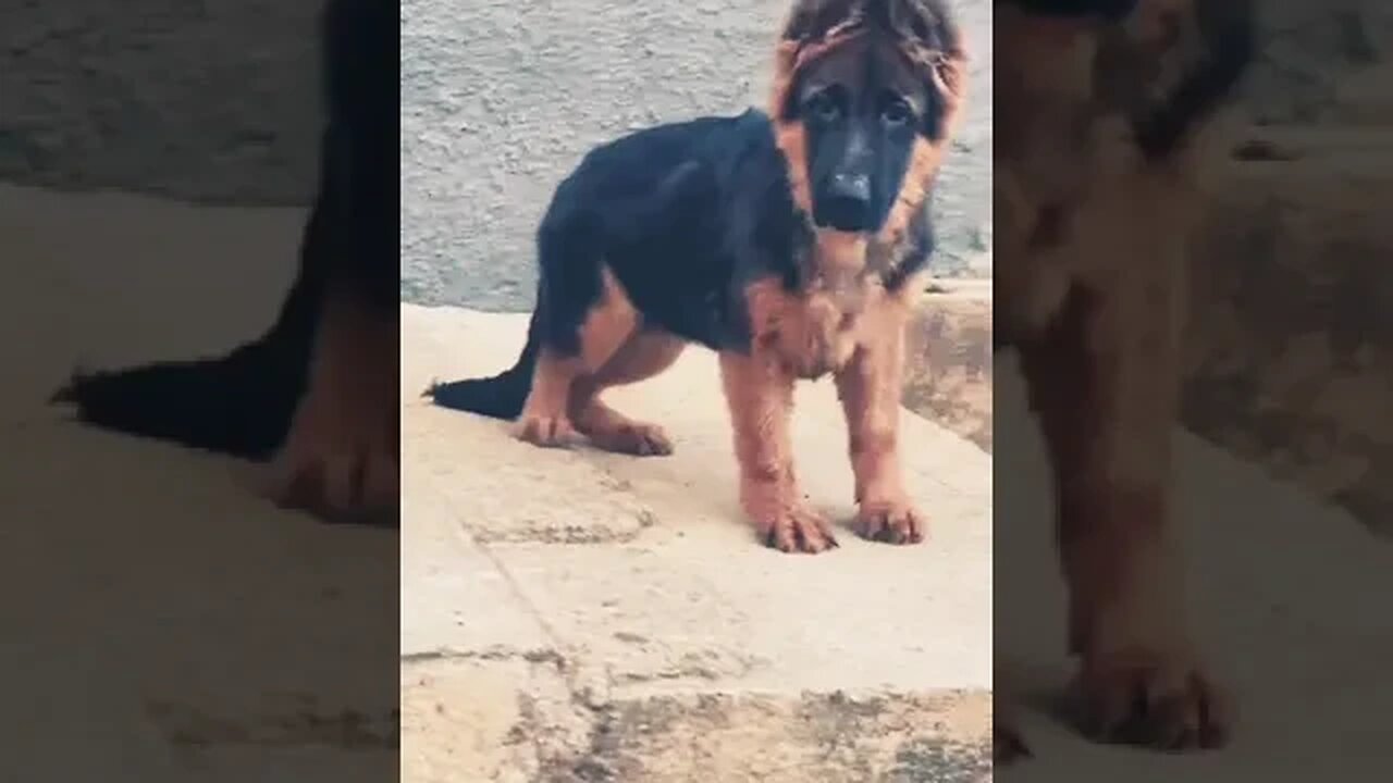 Adorable Slant back puppy #shorts #doglover