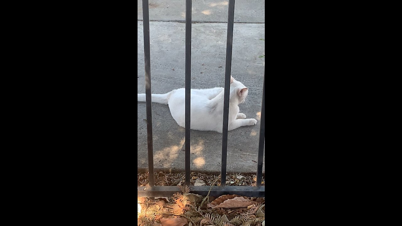 Beautiful white cat with different colored Eyes 👀😻 🐈 (must watch)