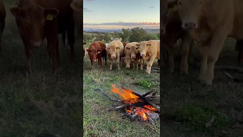 keeping the cows warm in a survival situation 😆