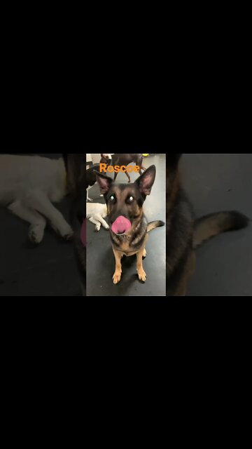 [Shorts 0138] ROSCOE [#dogs #doggos #doggies #puppies #dogdaycare]