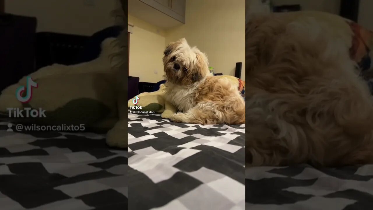 #puppy sorry!