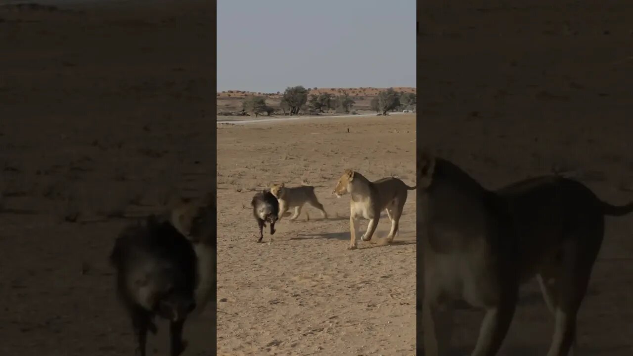Wait for it.......................... 🐆🐆🐆🐆#safari #AnimalPlanets #wildlifephotography