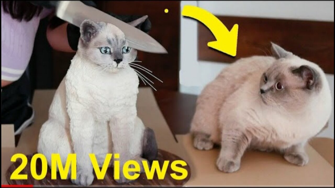 Cat reaction to cake that is similar to cat