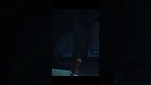 derpy cat - Stray