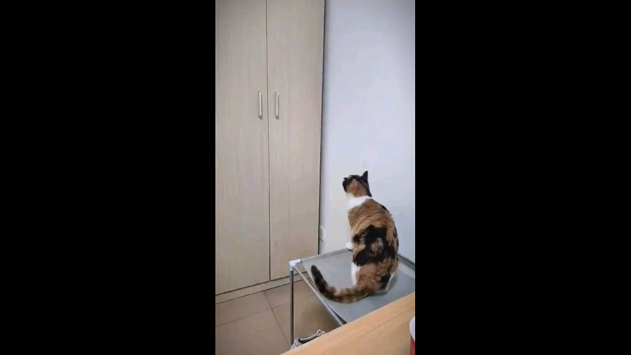 comedy of cats 🤣