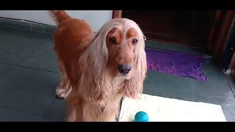 #dogshow , #animals , #dogs , #shorts