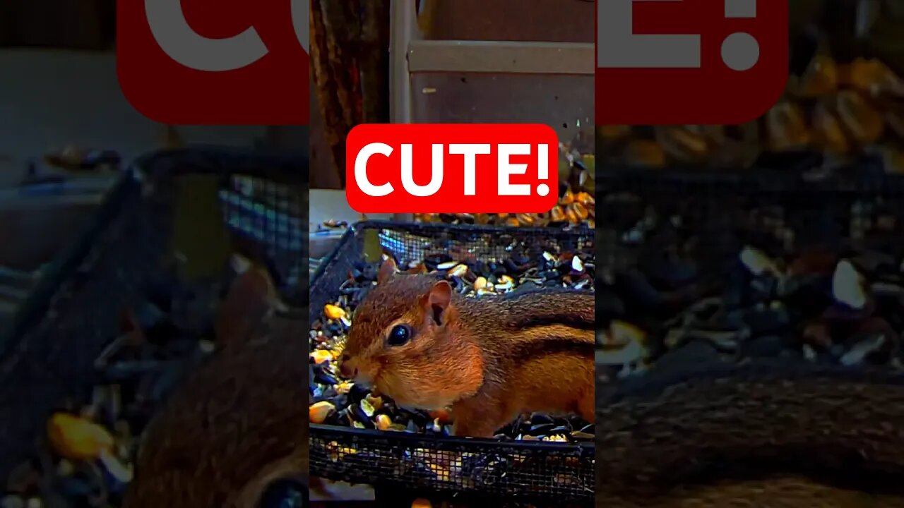 Cute Chubby Cheek Chipmunk! (SAY 3x fast!) 🤣