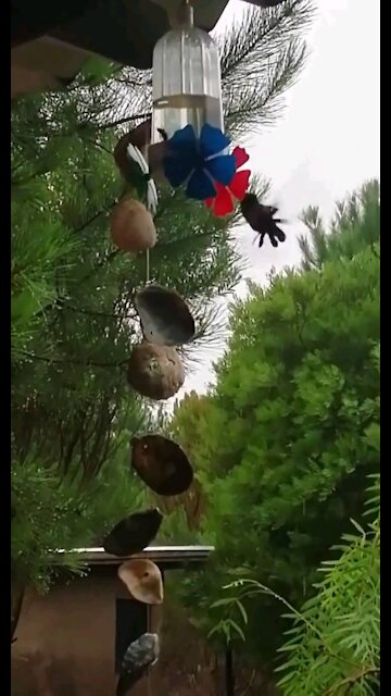 A little rain wont stop this hummingbird