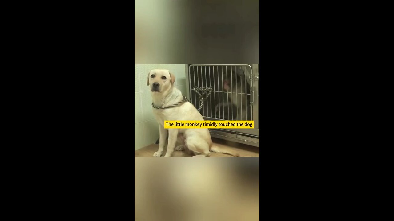 Dogs are truly ray of hope