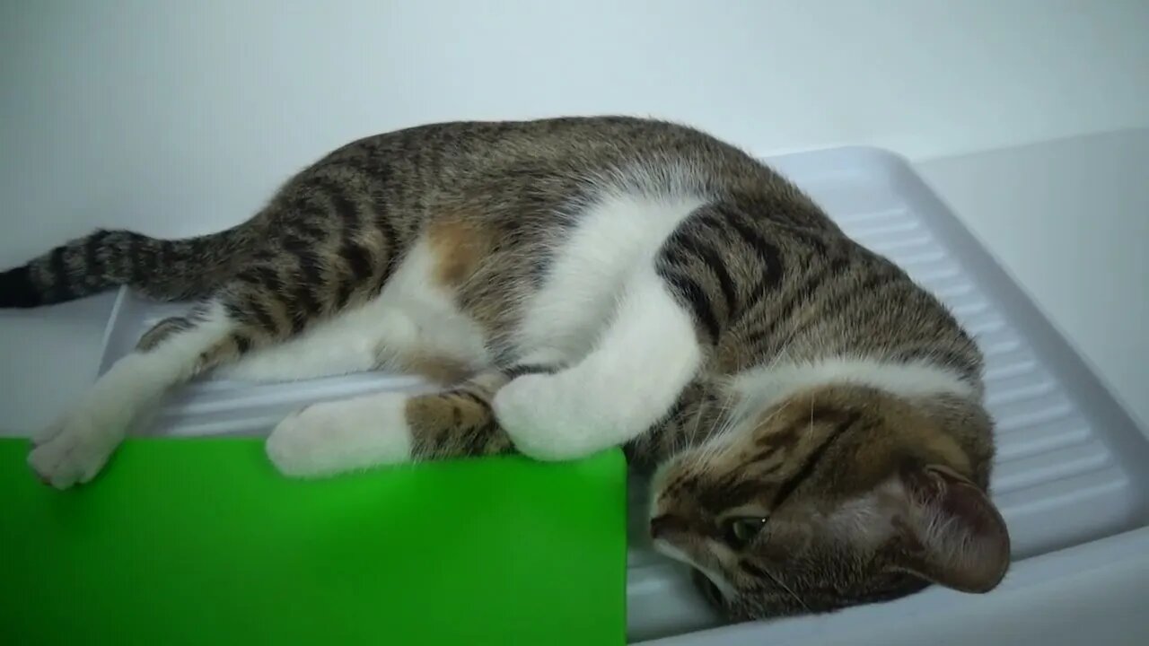 Funny Kitten Sleeps on a Tray and Sneezes