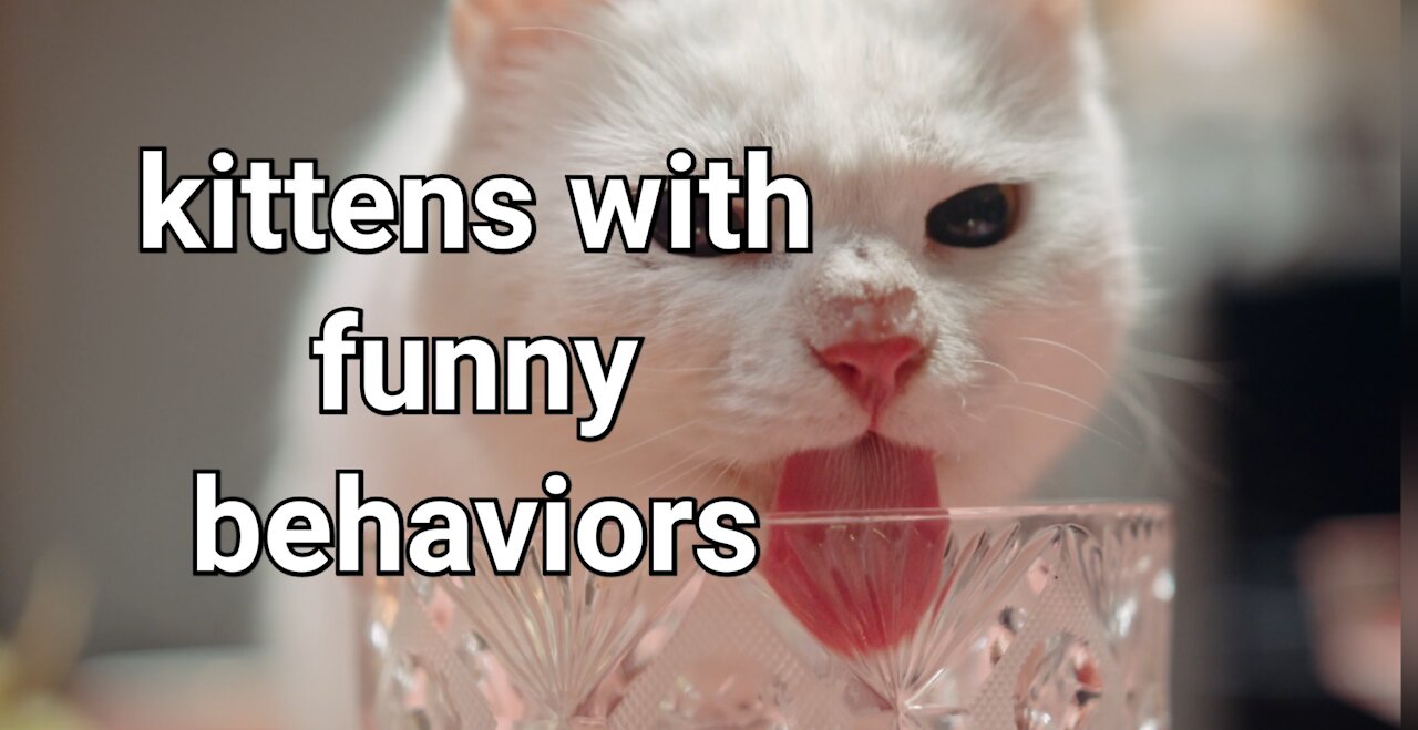 kittens with funny behaviors