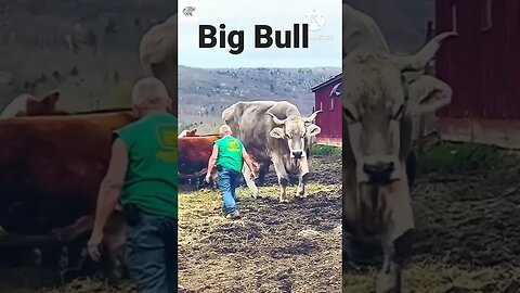 Biggest Bull ever seen #animals #bull #shorts