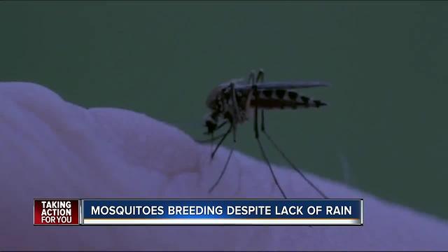 Despite drought, mosquito problem persists in Tampa Bay Area