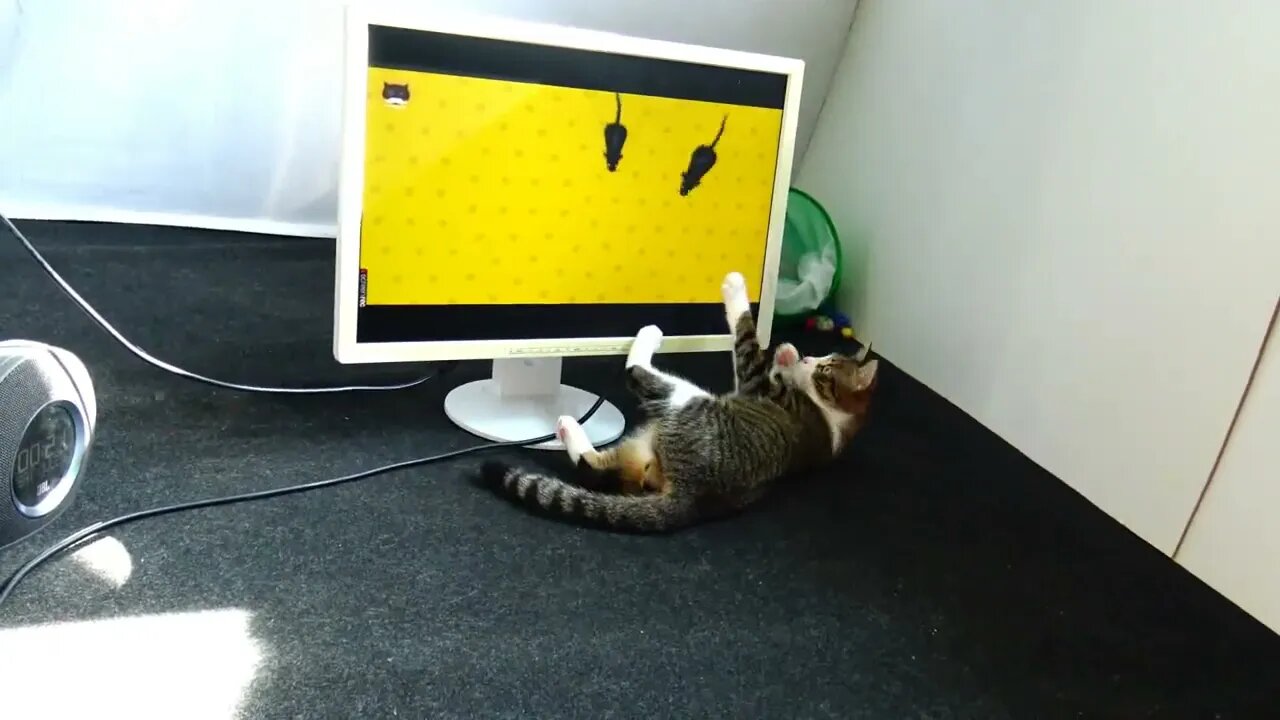 Funny Cat Catches Mice on TV