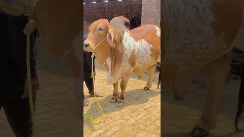 Bakra Eid - For Eid Special - Bakra Mandi #bakramandi #eid #viral #shorts