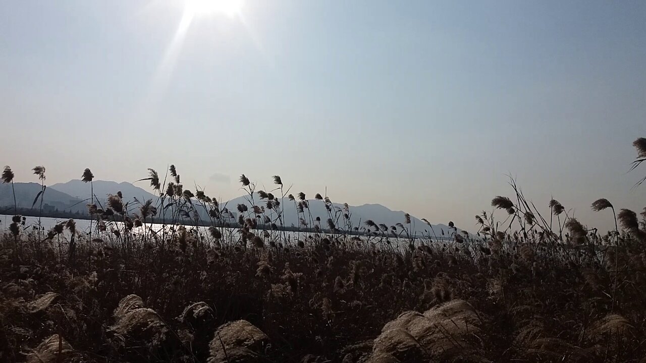 Deeply explore the reed forest.