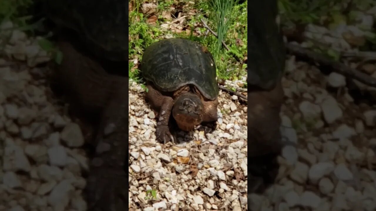 Awesome$$ SNAPPING TURTLE covered in LEACHES!!!!🤯😵😱😳😲🐢🐢🐢#animals #cute #turtle #leaches #wild