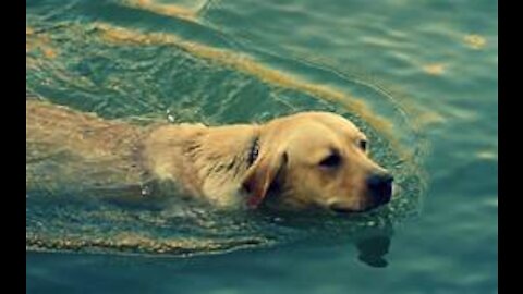 Teaching My Dogs How To Swim