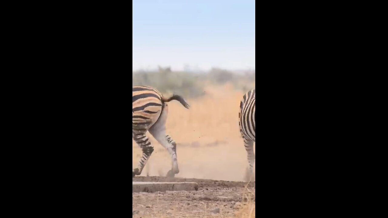 Crazy Zebra Fight