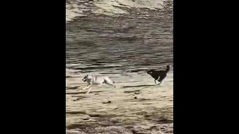 Dog chases a wolf #shorts #dog #wolf