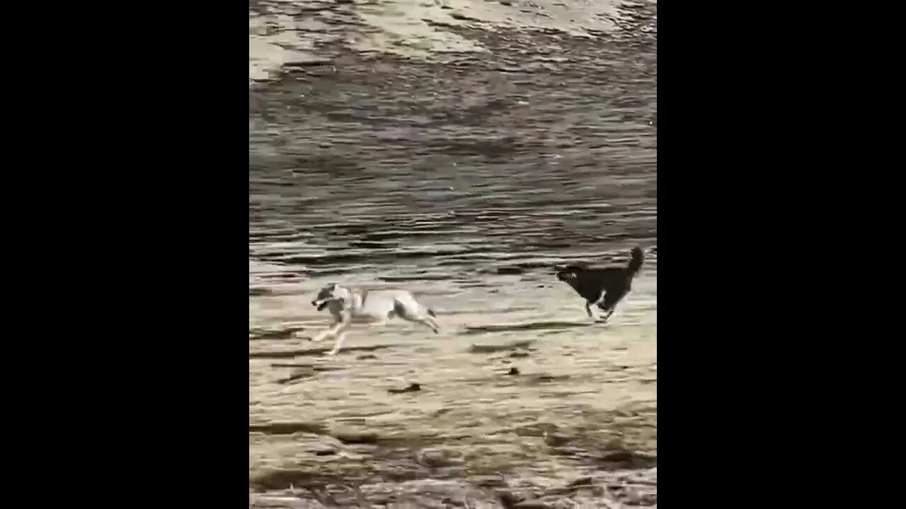 Dog chases a wolf #shorts #dog #wolf