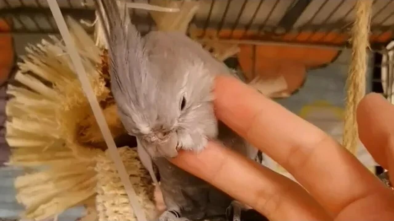 Cockatiel Cute and Happy Moments: A Delightful Cockatiels Craze 🦜😊