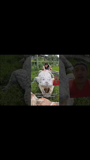 The Nile crocodile needs to be a beast to survive