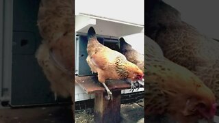 Chicken Shorts | Easter Egger Chickens