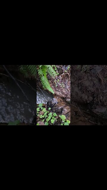 Interesting find in our stream #dogwalk #erosion