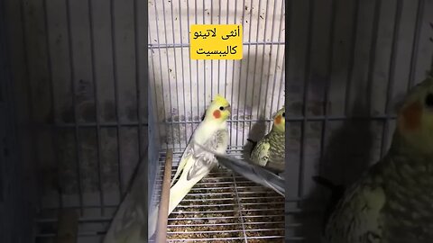 أنثى طائر لاتينو كاليبسيت