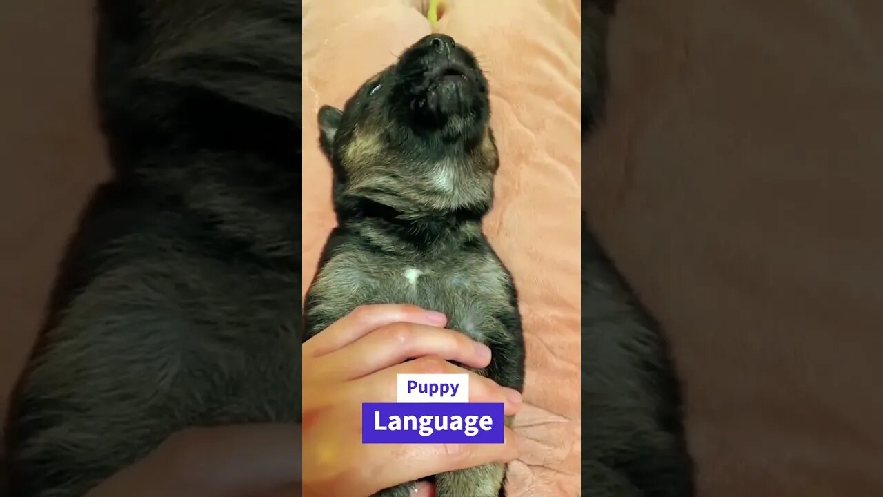 Puppy Language...melt your hearth 💖💓😍 #shorts #puppy #funny #viral #viralvideo