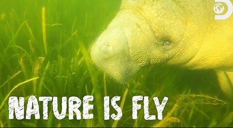 Swimming with Manatees Nature is Fly