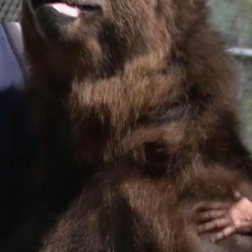 This Couple Runs A Bear Wildlife Orphanage