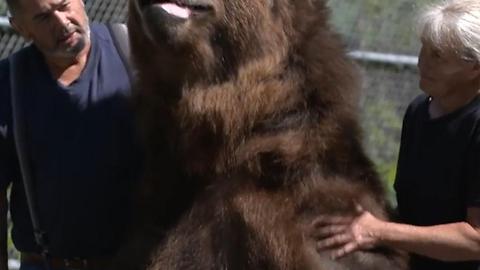 This Couple Runs A Bear Wildlife Orphanage