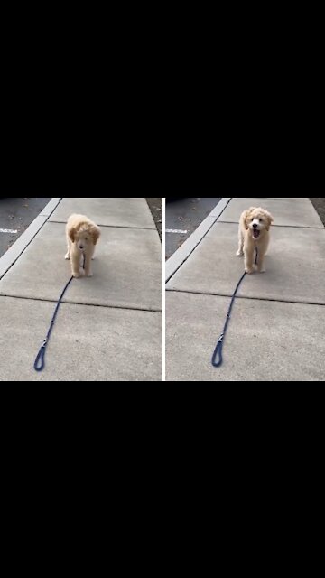 Dog realizes owner drops the leash, has adorable reaction