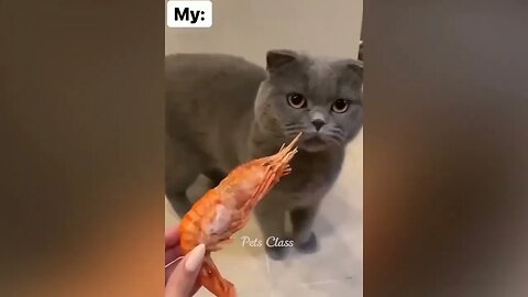 New+Funny+Animals+😂+Funniest+Dogs+and+Cats+Videos+😺🐶+